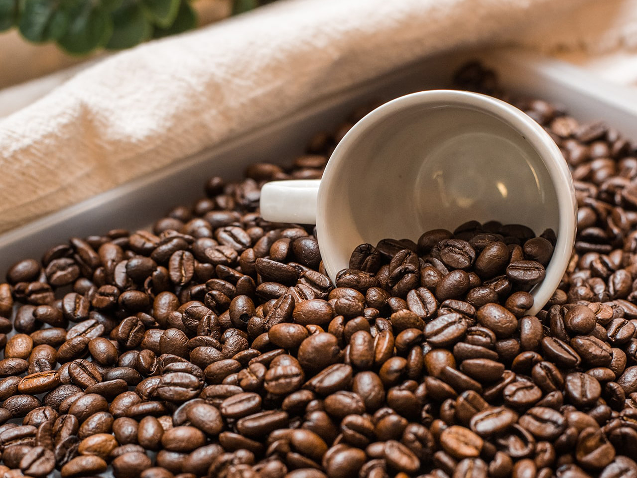 غلات بو داده